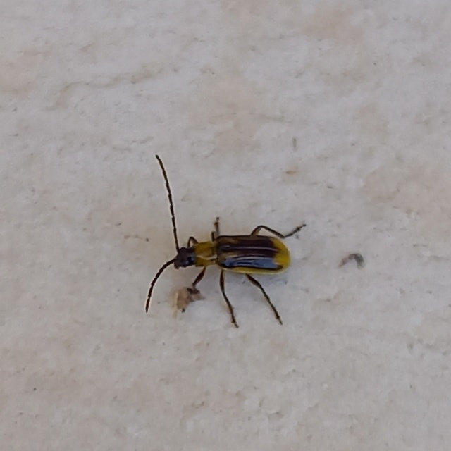 Diabrotica virgifera - amerikai kukoricabogár