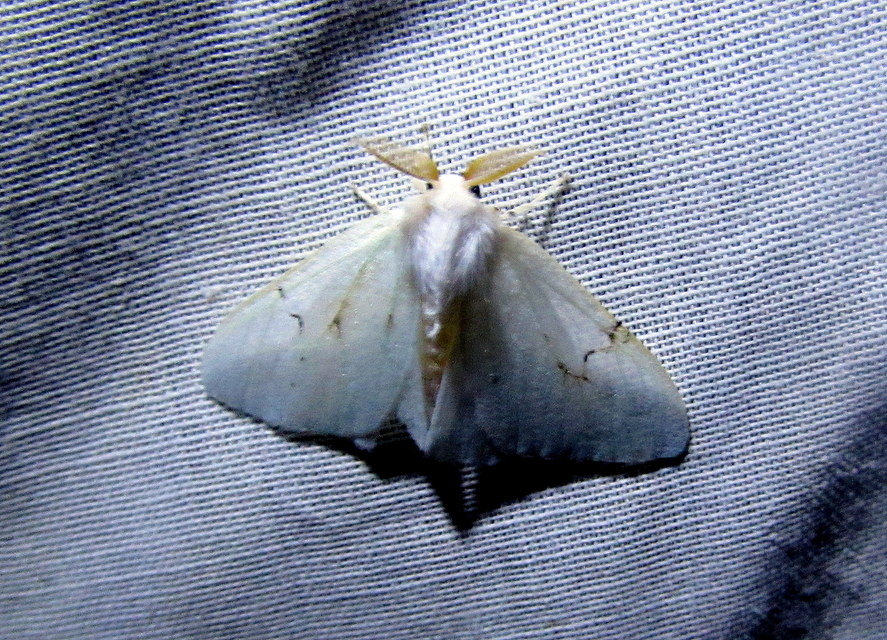 Arctornis l-nigrum - L-betűs gyapjaslepke