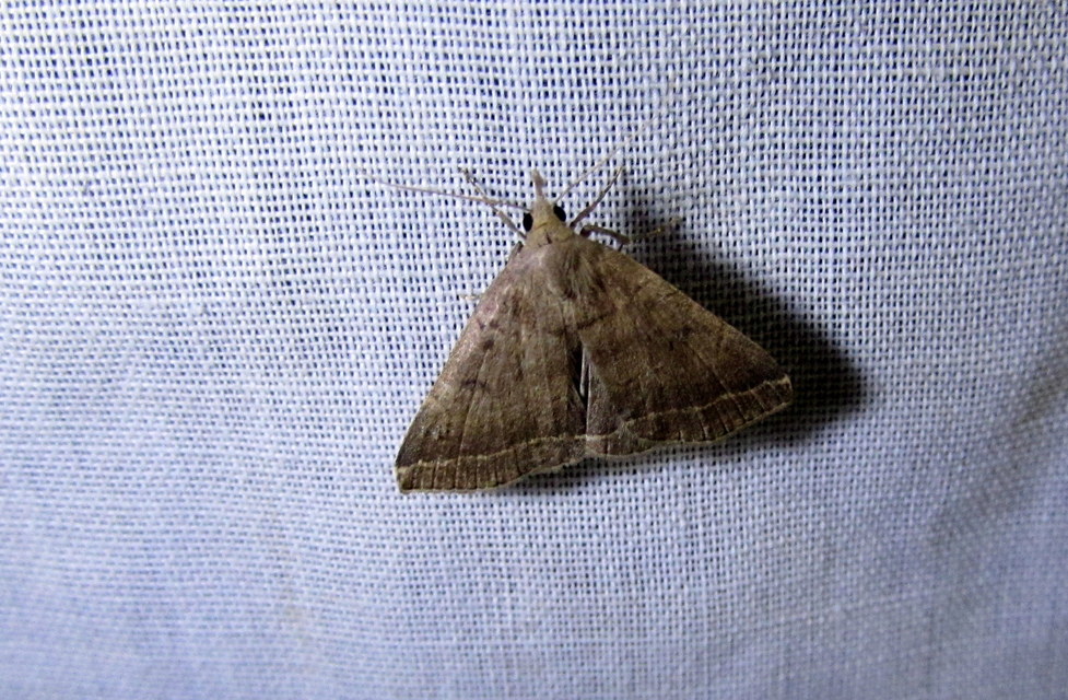 Pechipogo plumigeralis - tollascsápú karcsúbagoly