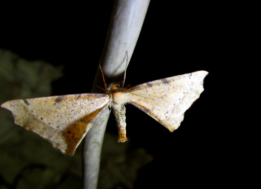 Artiora evonymaria - kecskerágó-araszoló