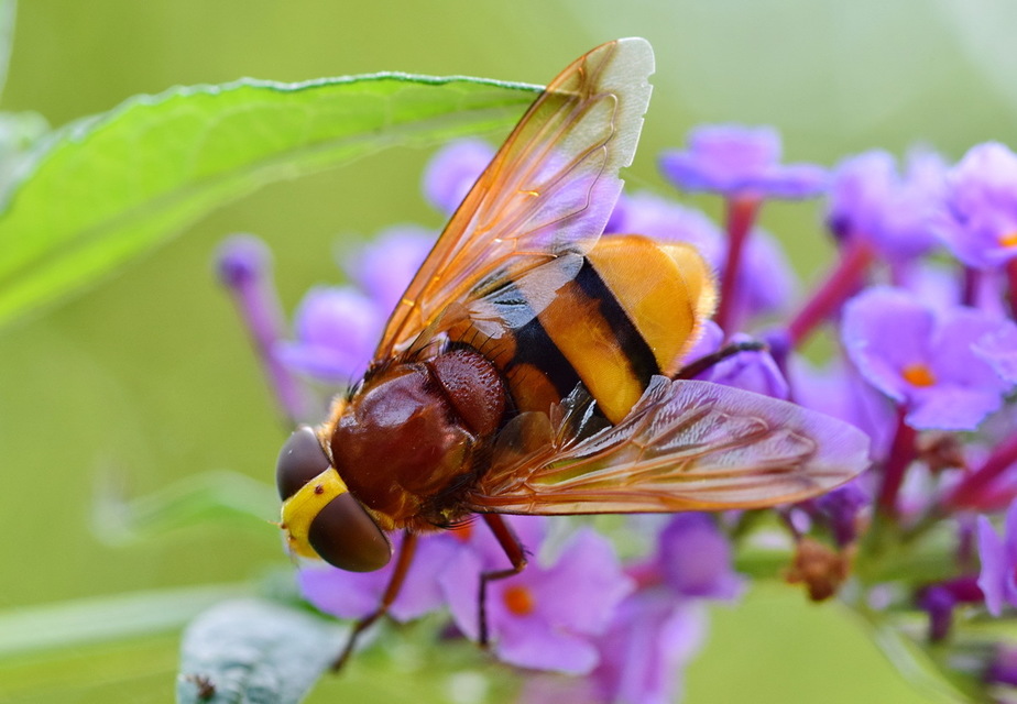 Volucella zonaria - kétöves pihelégy