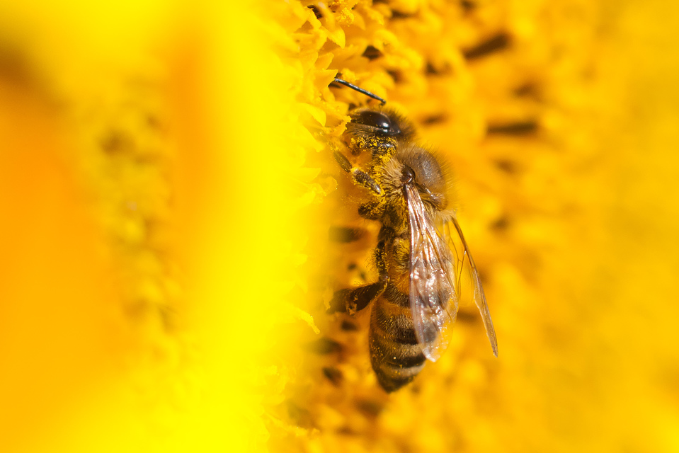 Apis mellifera - háziméh