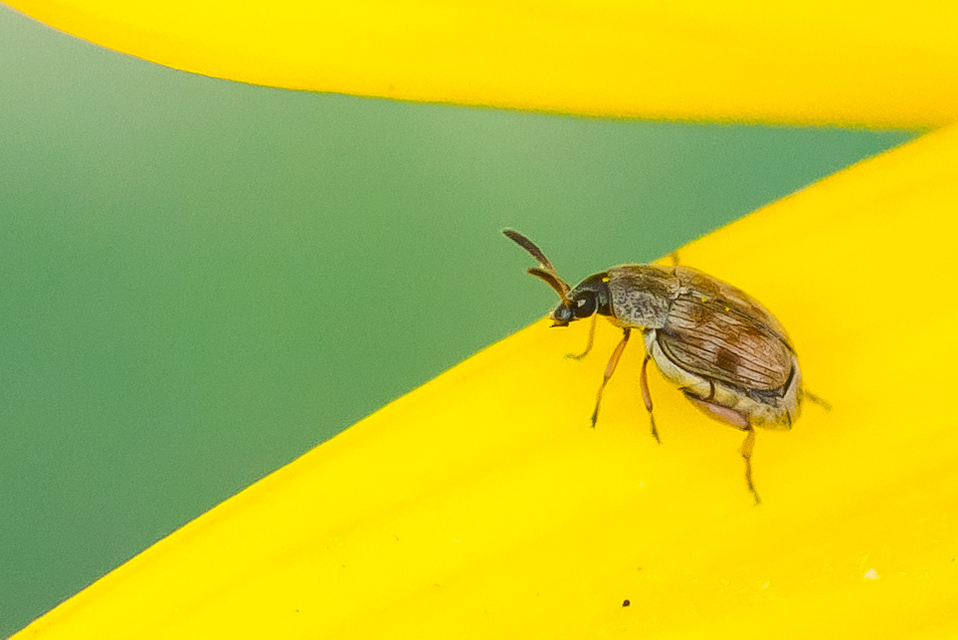 Acanthoscelides pallidipennis - gyalogakác-zsizsik