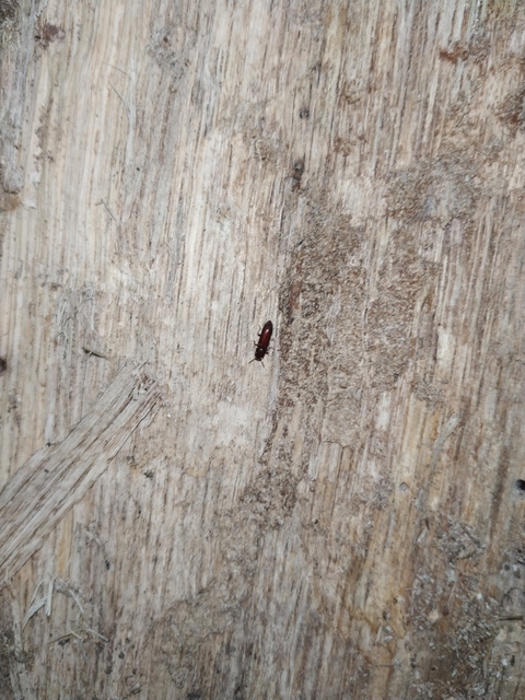 Corticeus unicolor - egyszínű kéregbújó