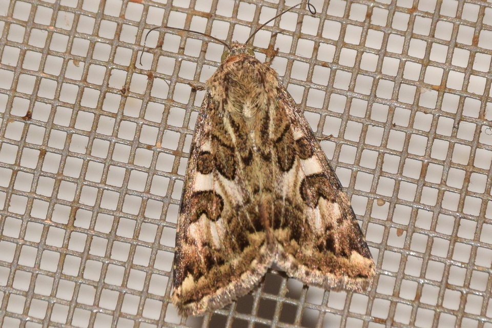 Protoschinia scutosa - tüskéslábú bagoly