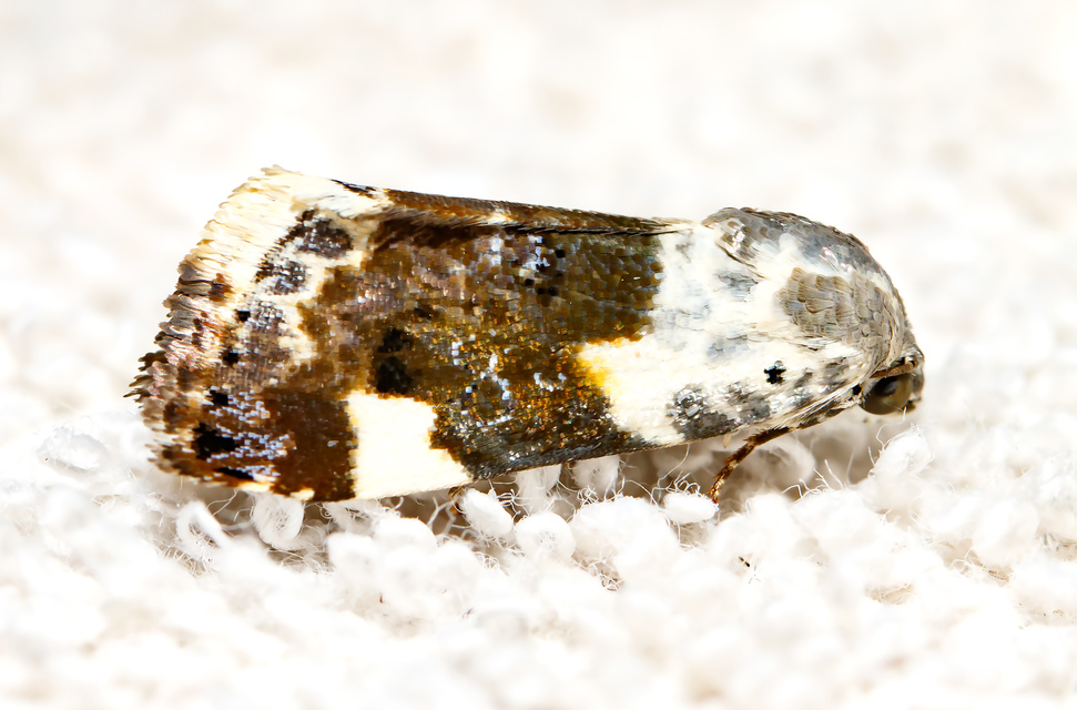 Acontia lucida - fehér nappalibagoly
