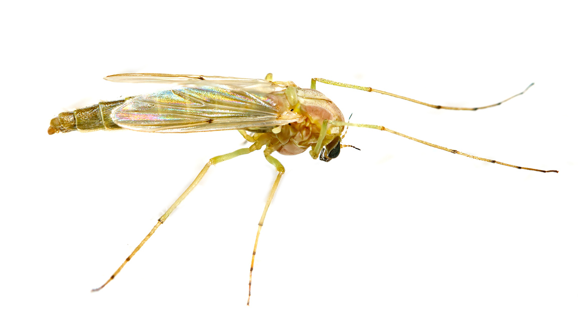 Chironomini