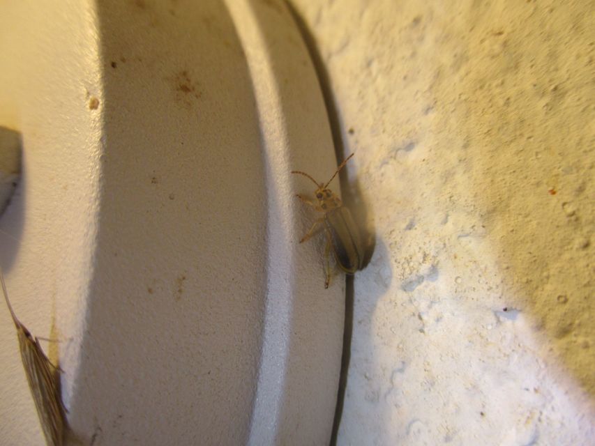 Xanthogalerucella luteola - szilfa-olajosbogár