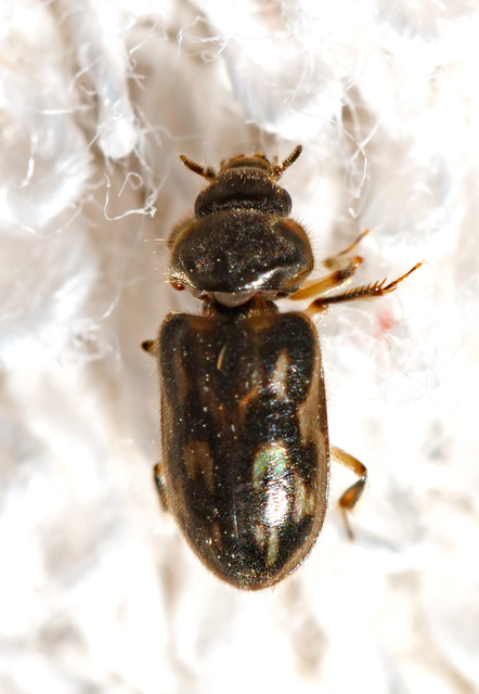 Heterocerus
