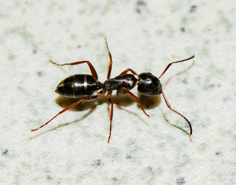 Camponotus fallax - ligeti lóhangya