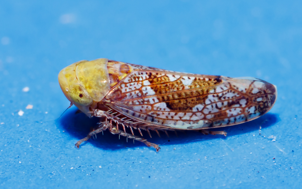 Hishimonus hamatus