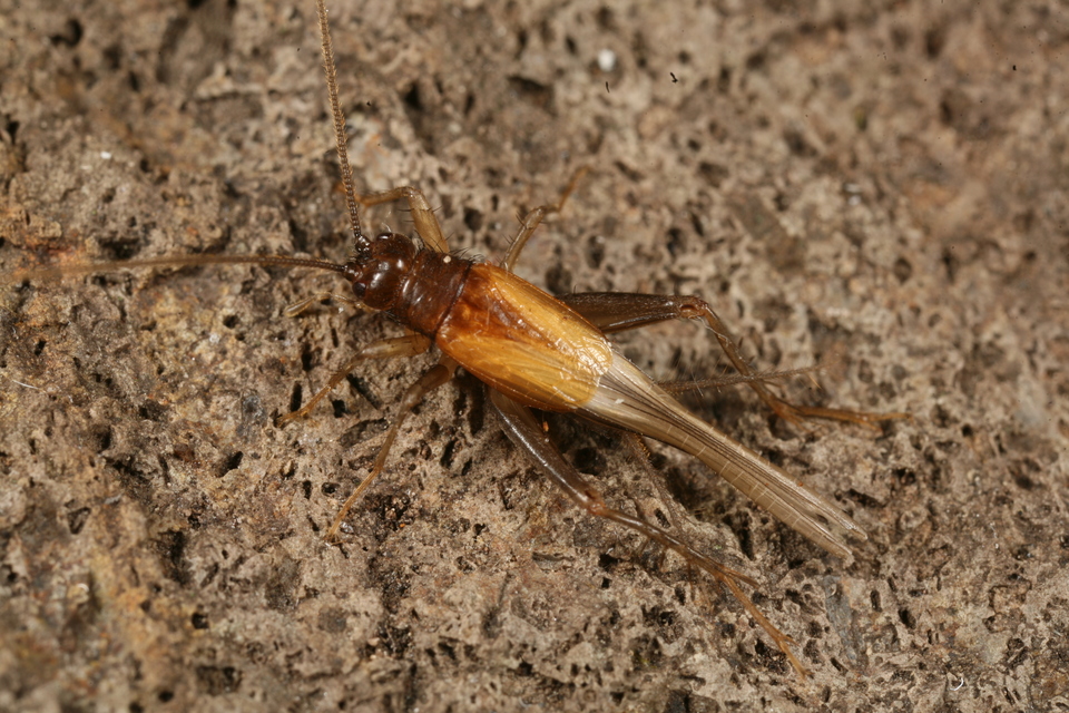Stenonemobius bicolor ponticus - pontuszi karcsútücsök