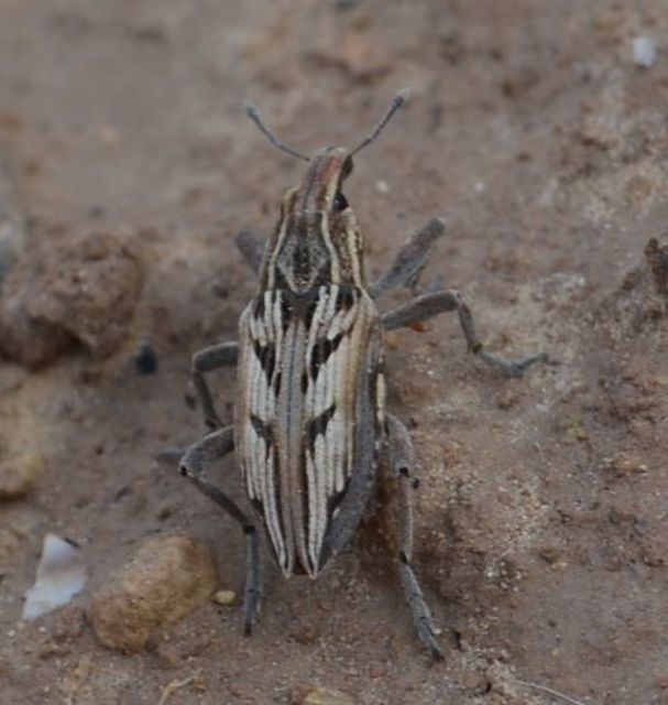 Coniocleonus nigrosuturatus - nyíljegyes barkó