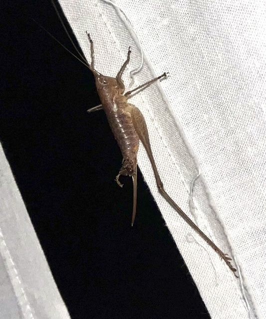 Rhacocleis germanica - német szöcske
