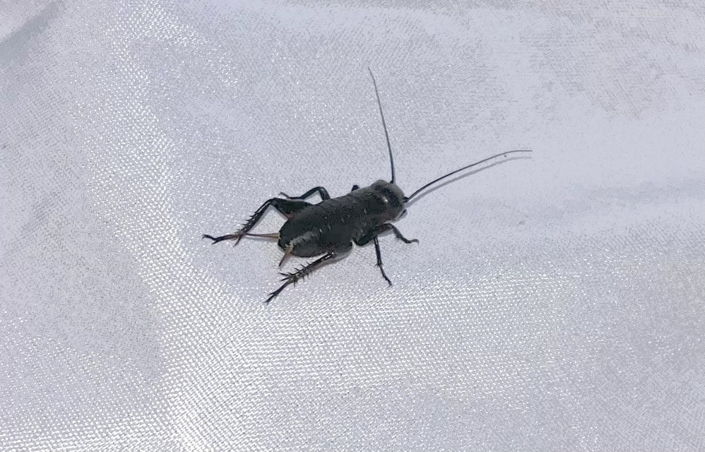 Gryllus campestris - mezei tücsök