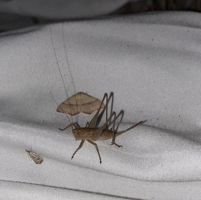 Rhacocleis germanica - német szöcske