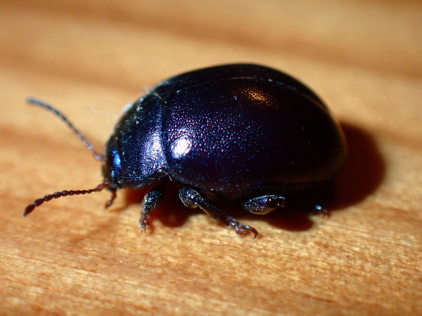 Chrysolina sturmi - vöröslábú levelész