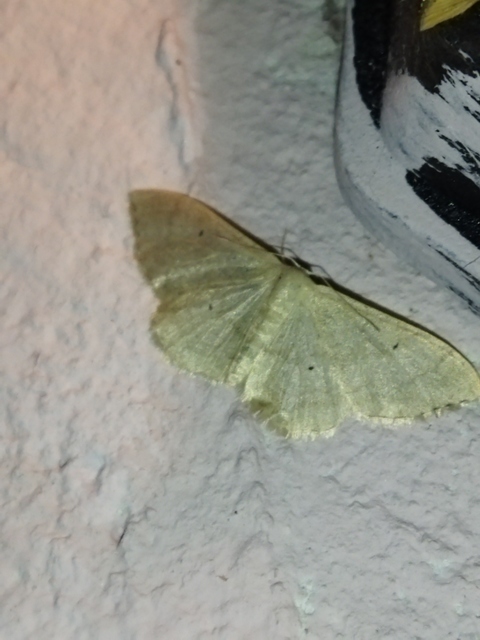 Idaea straminata - szalmasárga sávosaraszoló