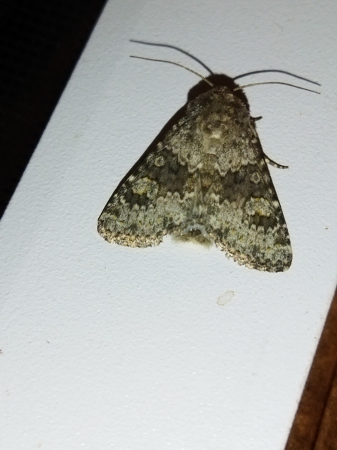 Hecatera dysodea - parajbagoly