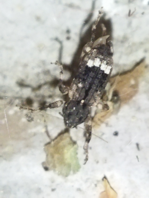Camptorhinus statua - bordás holttettetős-ormányos