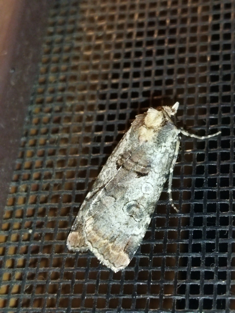 Epilecta linogrisea - karcsú sárgafűbagoly