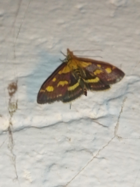 Pyrausta purpuralis - közönséges bíbormoly