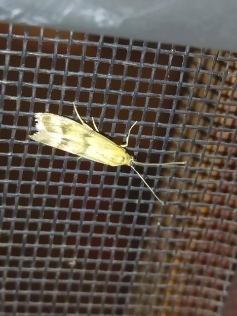 Homoeosoma sinuella - agyagsárga karcsúmoly
