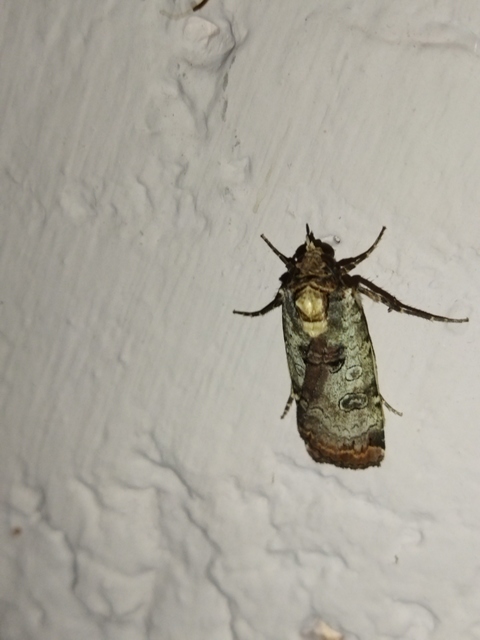 Epilecta linogrisea - karcsú sárgafűbagoly
