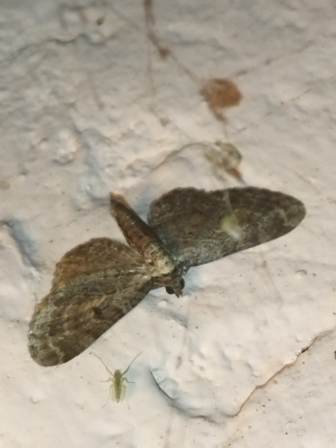 Eupithecia virgaureata - aranyvessző-törpearaszoló