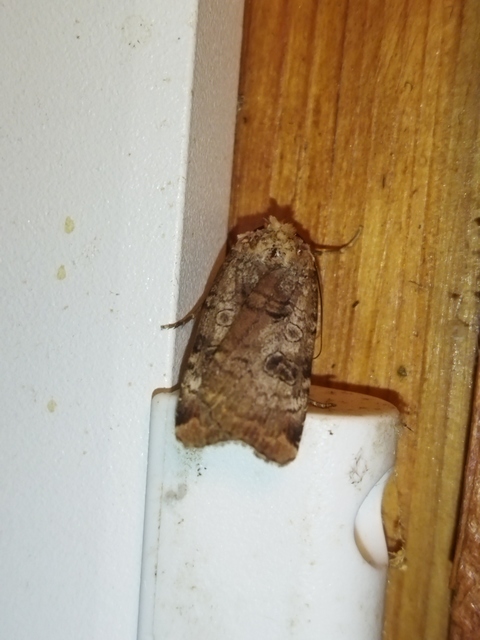 Epilecta linogrisea - karcsú sárgafűbagoly