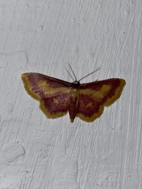 Idaea muricata - mocsári pirosaraszoló