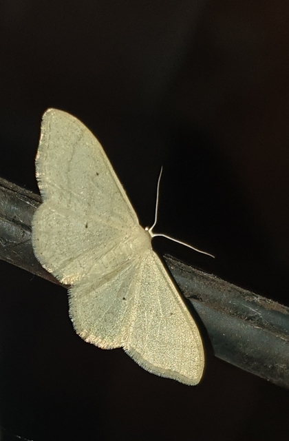 Idaea straminata - szalmasárga sávosaraszoló