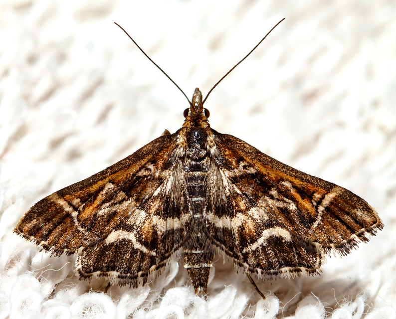 Diasemia reticularis - betűmintás tűzmoly