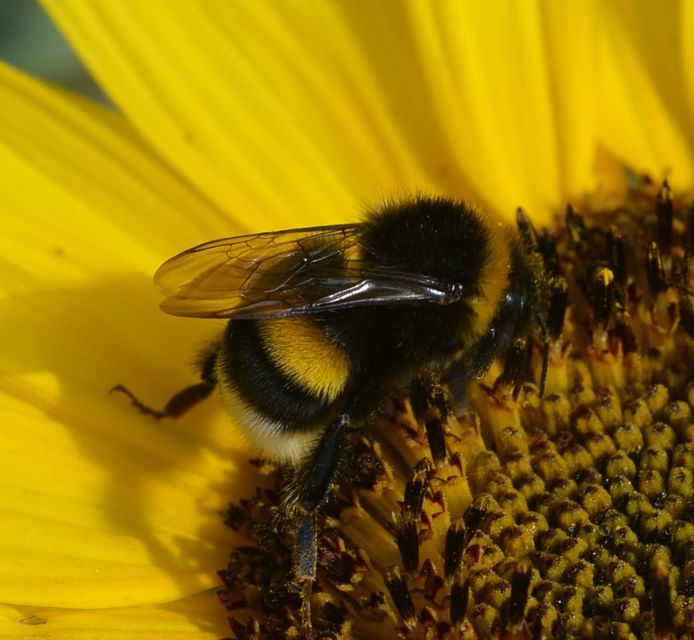 Bombus terrestris/lucorum