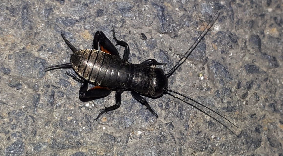 Gryllus campestris - mezei tücsök