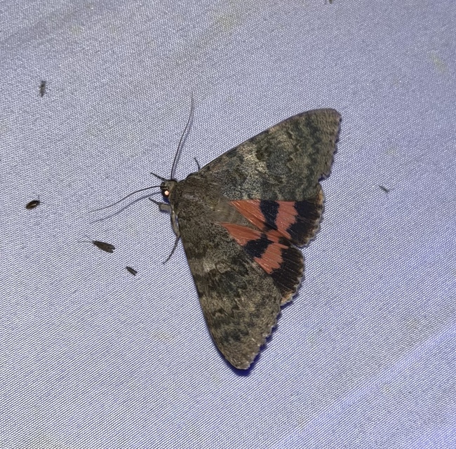 Catocala elocata - közönséges övesbagoly