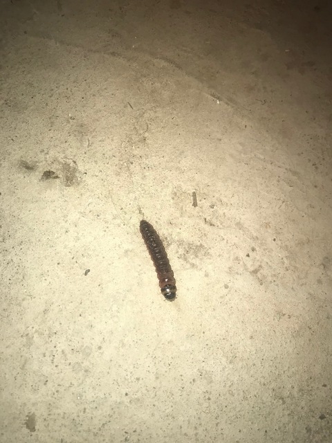 Cossus cossus - fűzfarontólepke