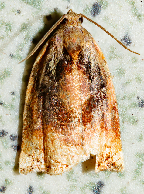 Archips podana - dudvarágó sodrómoly