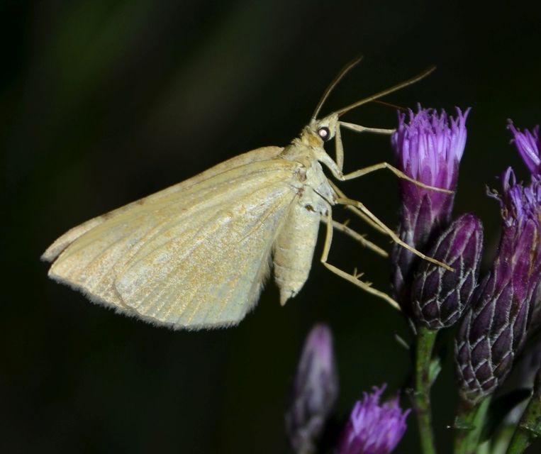 Scotopteryx chenopodiata - libatop-araszoló