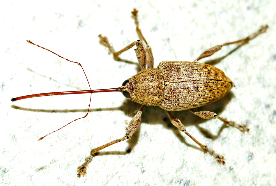 Curculio elephas - gesztenyezsuzsóka