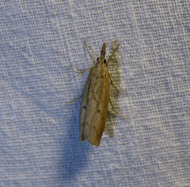 Pediasia contaminella - mocskos fűgyökérmoly