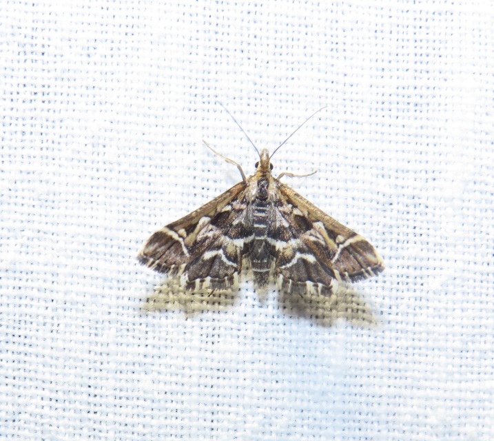 Diasemia reticularis - betűmintás tűzmoly