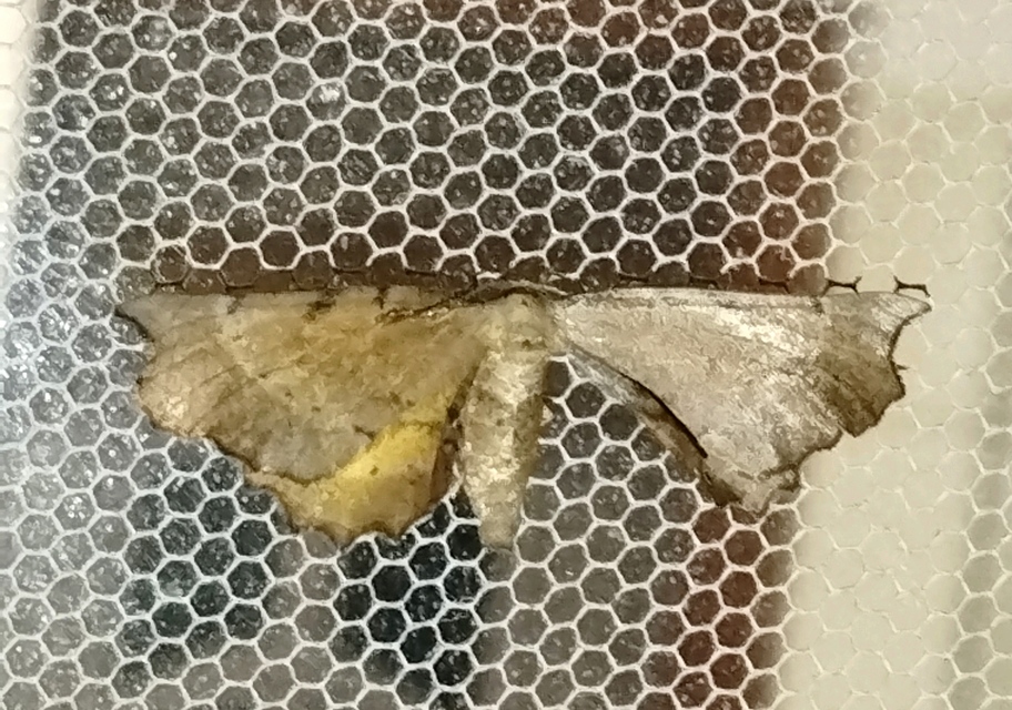 Artiora evonymaria - kecskerágó-araszoló
