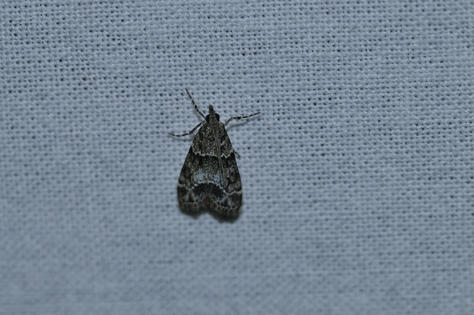 Eudonia mercurella - törpe zuzmóilonca