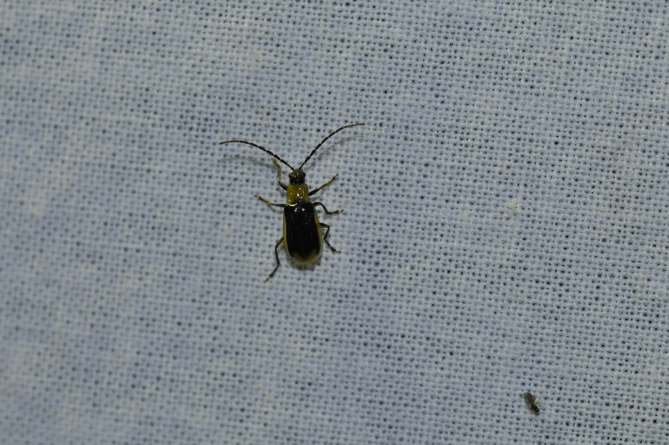 Diabrotica virgifera - amerikai kukoricabogár