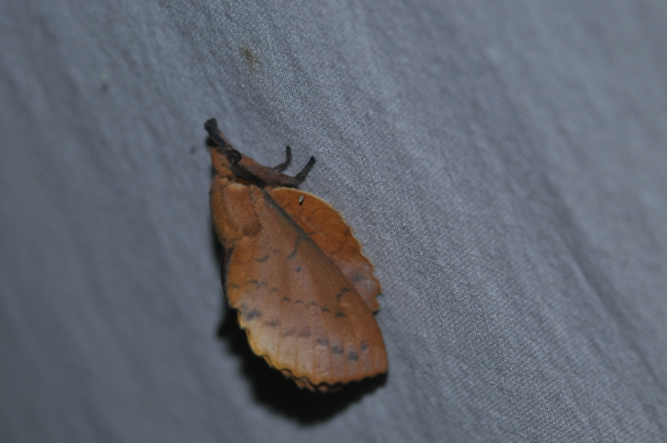 Gastropacha quercifolia - tölgylevélpohók