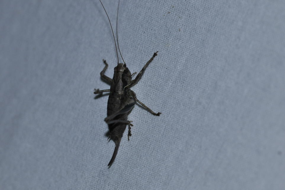 Pholidoptera griseoaptera - szürke avarszöcske