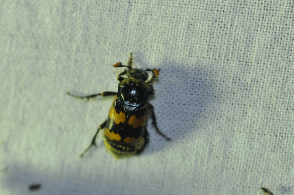Nicrophorus vespillo - közönséges temetőbogár
