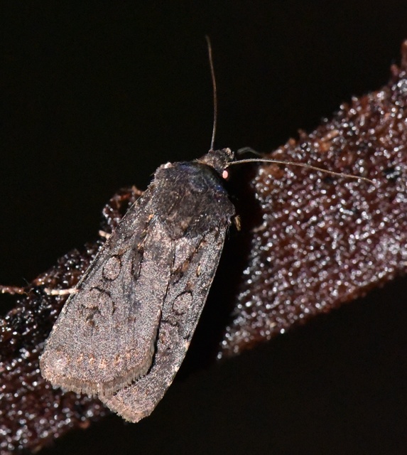 Euxoa nigricans - feketés földibagoly