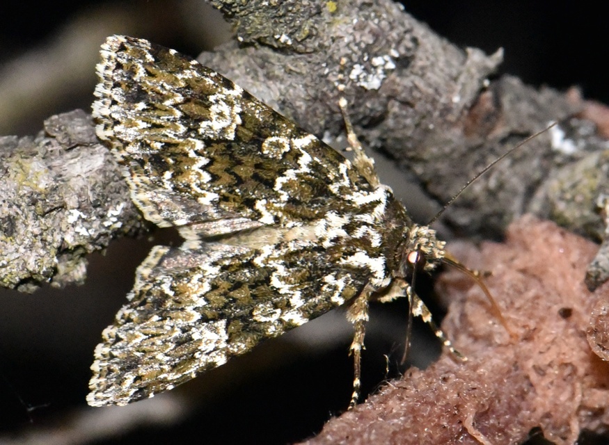 Polymixis polymita - kankalin-tarkabagoly